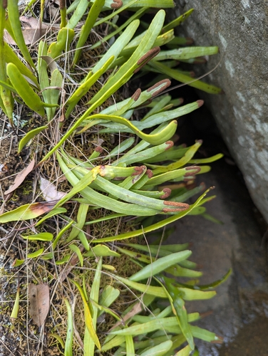 Pyrrosia confluens observed 2026-10-15