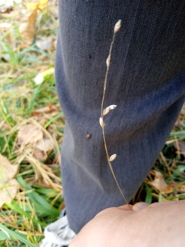 Melica nutans observed 2026-10-13