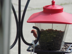 Haemorhous mexicanus