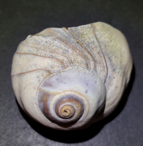 Polinices lewisii, 2026-10-15