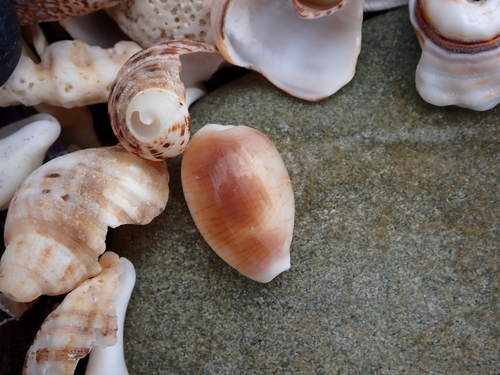 Palmadusta clandestina observed 2026-10-15