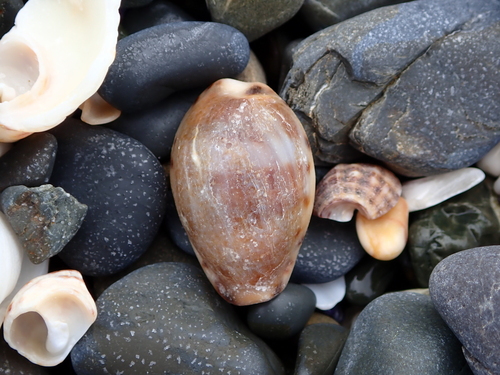 Erronea xanthodon observed 2026-10-15