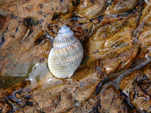 Nassarius albescens observed 2026-10-15