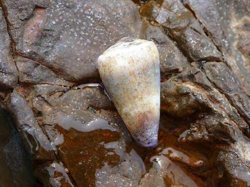 Conus muriculatus observed 2026-10-15
