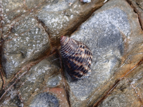 Planaxis sulcatus observed 2026-10-15