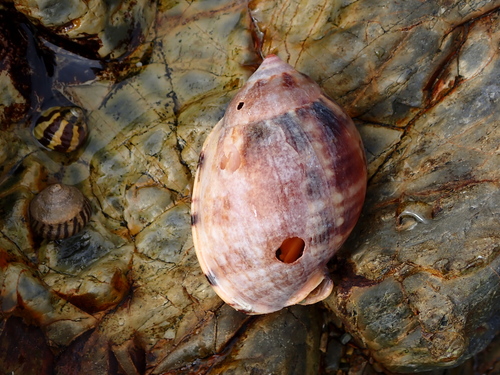 Semicassis labiata observed 2026-10-15