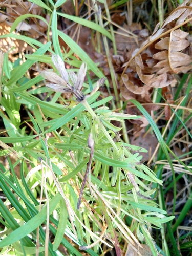 Dracocephalum ruyschiana, 2026-10-13
