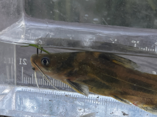 Tachysurus observed 2026-10-15
