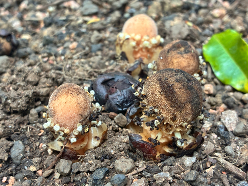 Balanophora fungosa observed 2026-10-15