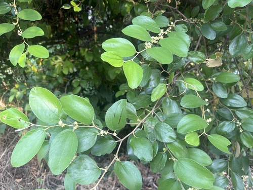 Ziziphus mauritiana observed 2026-10-15