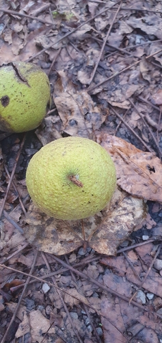 eastern black walnut