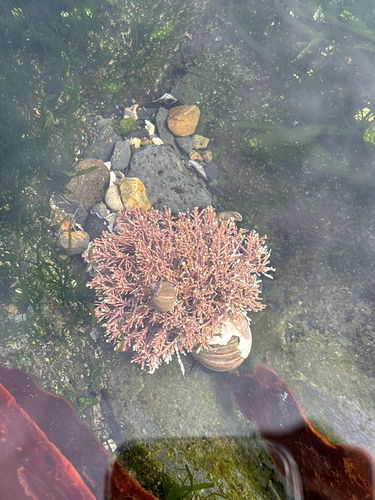 Corallina officinalis observed 2026-10-13