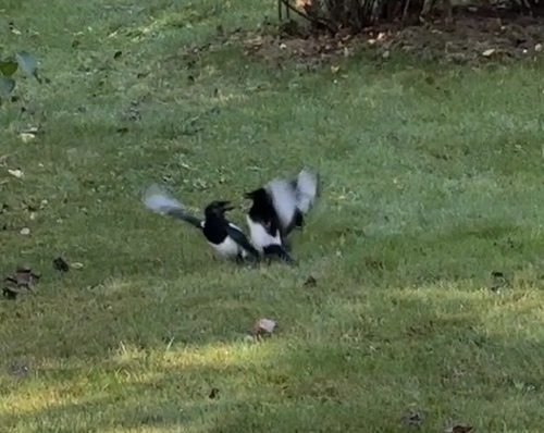 Eurasian Magpie