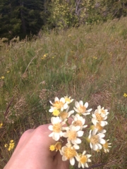 Senecio integerrimus ochroleucus
