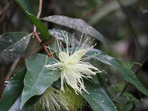 Syzygium observed 2026-10-04