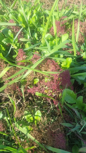 Chenopodium acuminatum observed 2026-09-15