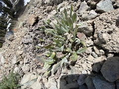 Phoenicaulis cheiranthoides