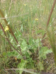 Senecio integerrimus ochroleucus