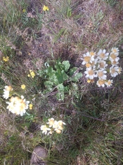Senecio integerrimus ochroleucus