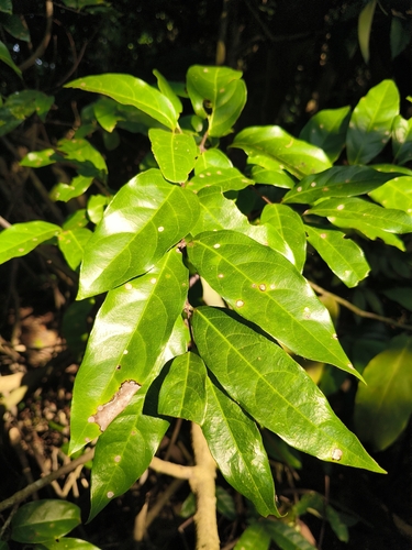 Hiptage benghalensis observed 2026-10-15