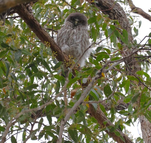 Ninox connivens, 2026-10-15