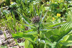 Saussurea pseudotilesii