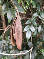 Amphilophium