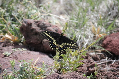 Papilio machaon bairdii
