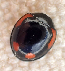 Exochomus californicus