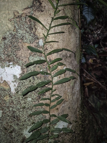 Pothos longipes observed 2026-10-15