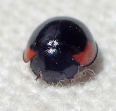 Exochomus californicus