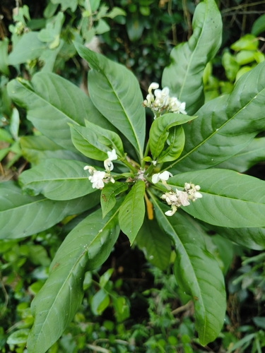 Rauvolfia verticillata observed 2026-10-15