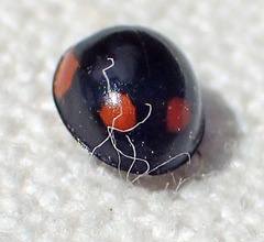 Exochomus californicus