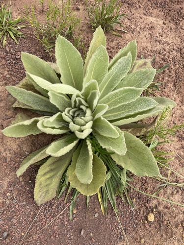 Verbascum thapsus observed 2026-10-14