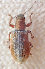 Pachyrhinus californicus