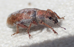 Pachyrhinus californicus