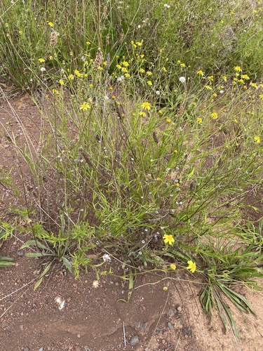 Senecio madagascariensis observed 2026-10-14