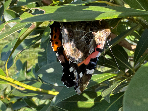 Indian Red Admiral