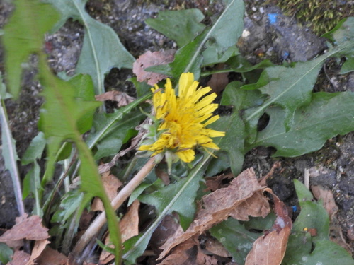 Erythrospermum observed 2026-10-15