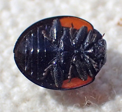 Exochomus californicus