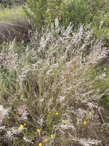 Melinis repens observed 2026-10-14
