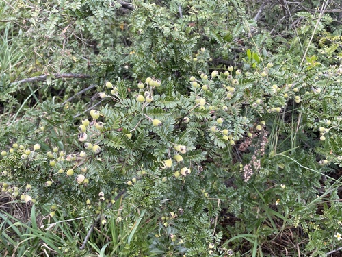 Osteomeles anthyllidifolia observed 2026-10-14