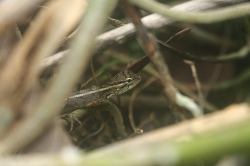 Indian Garden Lizard
