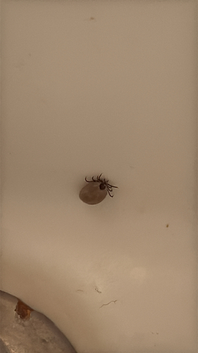 Eastern Black-legged Tick