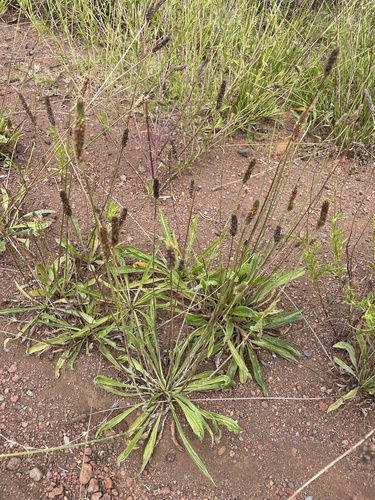 Plantago lanceolata observed 2026-10-14