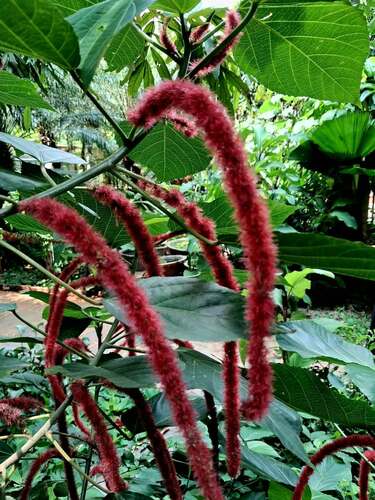 Acalypha hispida observed 2026-10-14