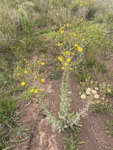 Heterotheca grandiflora observed 2026-10-14