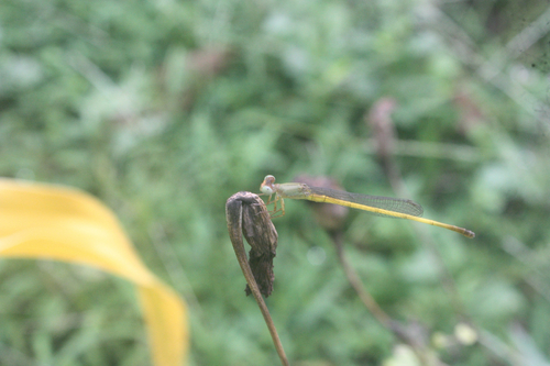 Coromandel Marsh Dart
