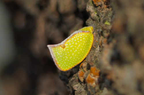 Salurnis marginella, 2026-10-15