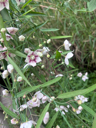 Rosy Milkweed Vine